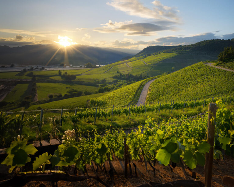Colline coperte di vigneti al tramonto, con il sole tra le montagne - Immagine generata con AI